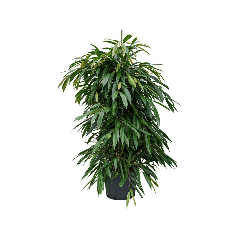 Ficus binn. Amstel King