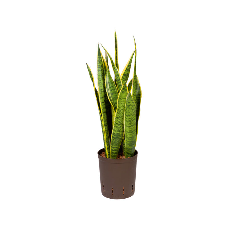 Sansevieria tr. Laurentii
