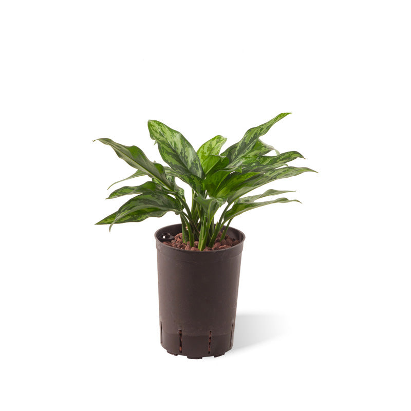 Aglaonema com. Maria