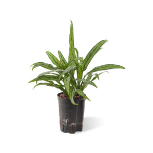 Aglaonema cutlass