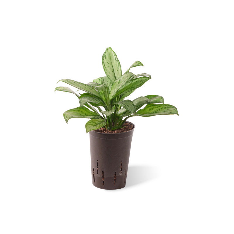 Aglaonema Freedman