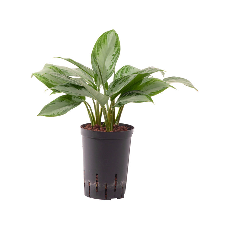 Aglaonema com. Silver Bay 45cm