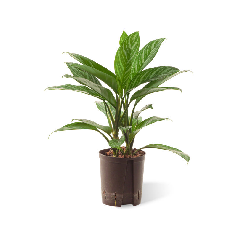 Aglaonema Stripes