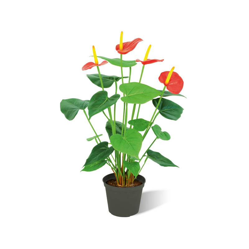 Anthurium rot künstlich