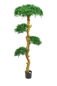 Podocarpus 180 cm