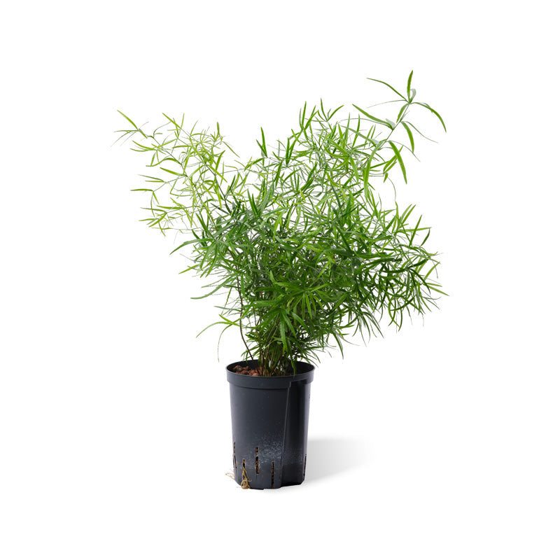 Asparagus falcatus