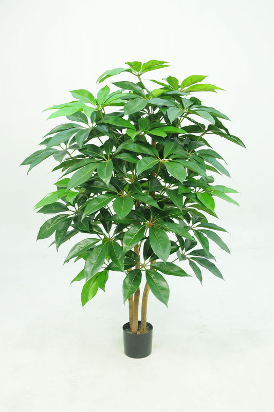 Schefflera amate 150 cm
