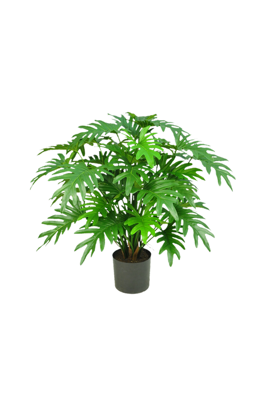 Philodendron selloum 75 cm