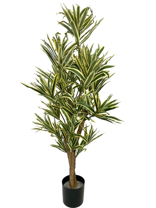 Dracaena reflexa 100 cm