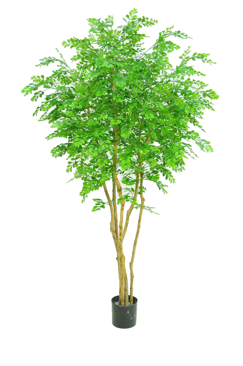Bulnesia 215 cm