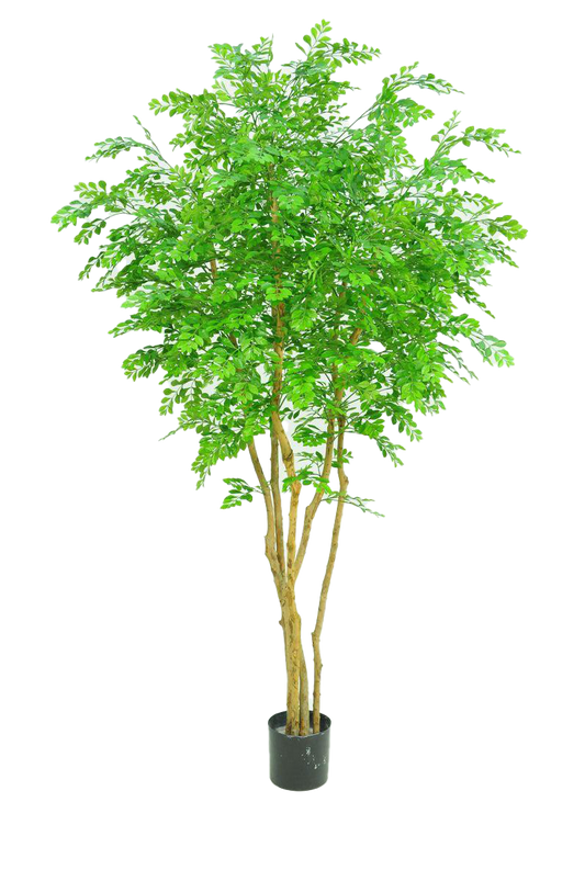 Bulnesia 215 cm