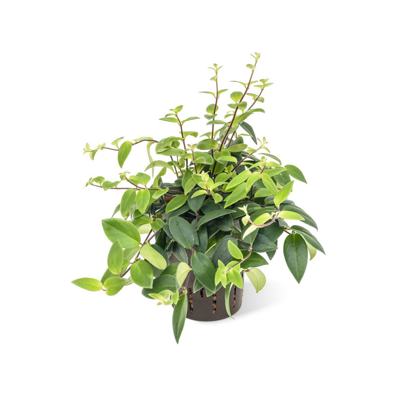 Aeschynanthus lobbianus