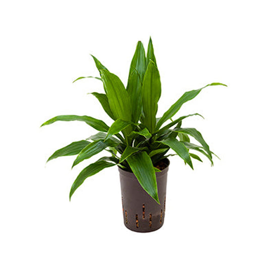 Dracaena der Janet Craig