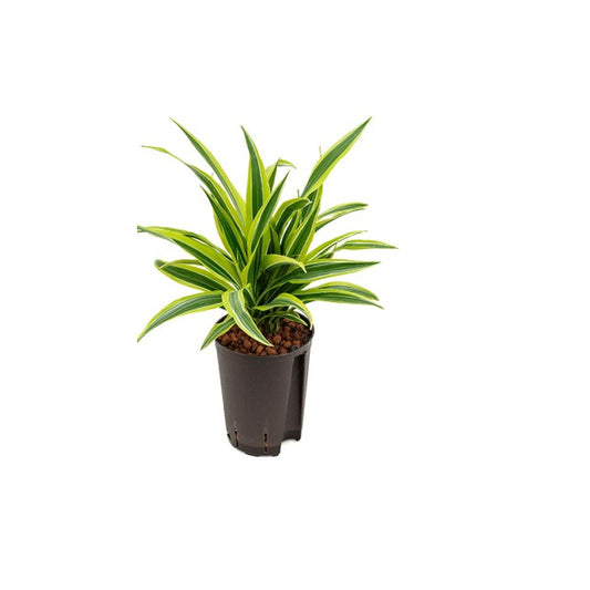 Dracaena der. Lemon Line