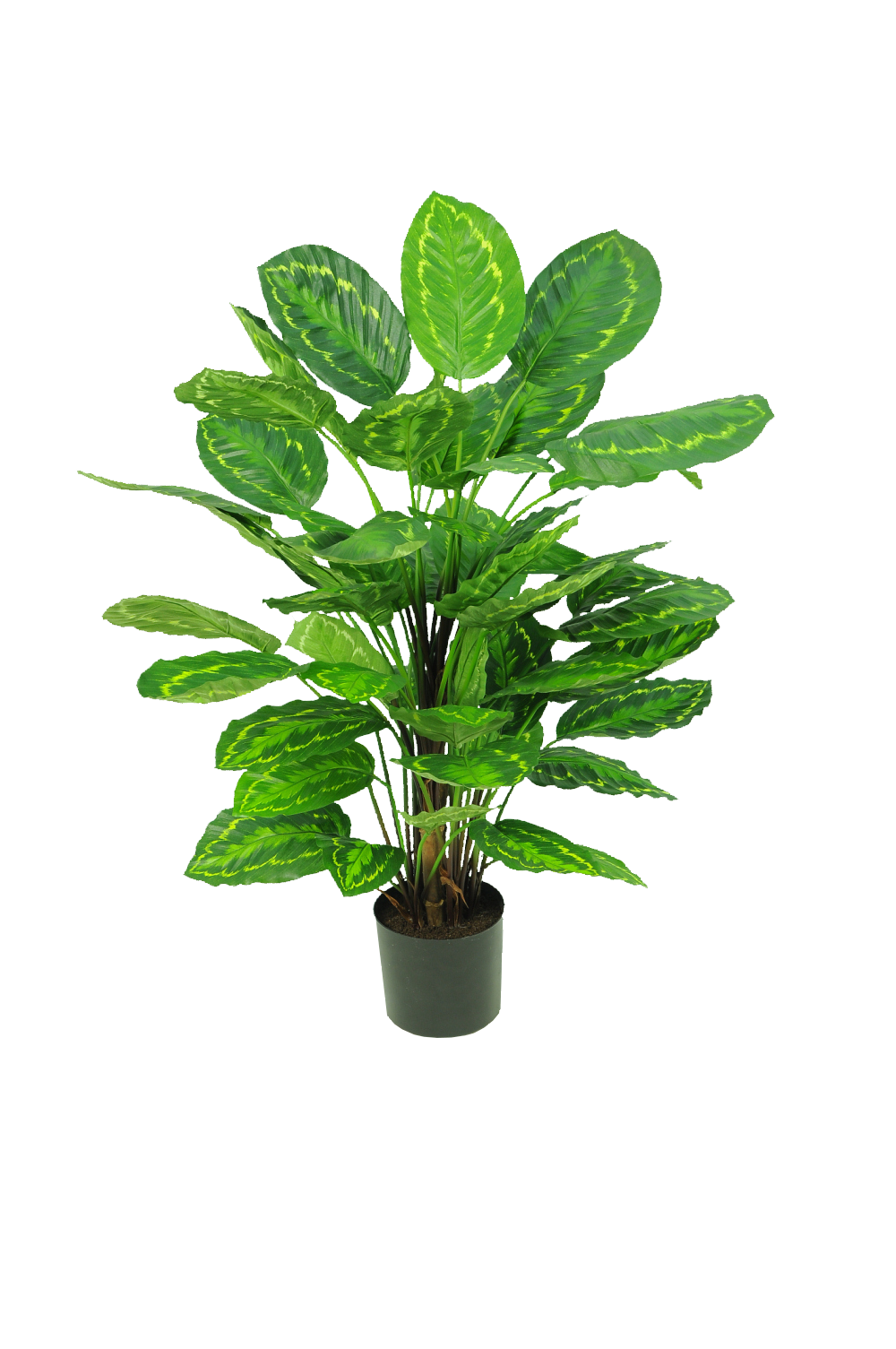 Calathea roseopicta 95 cm