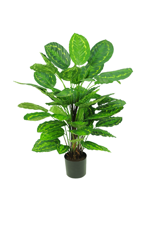 Calathea roseopicta 95 cm