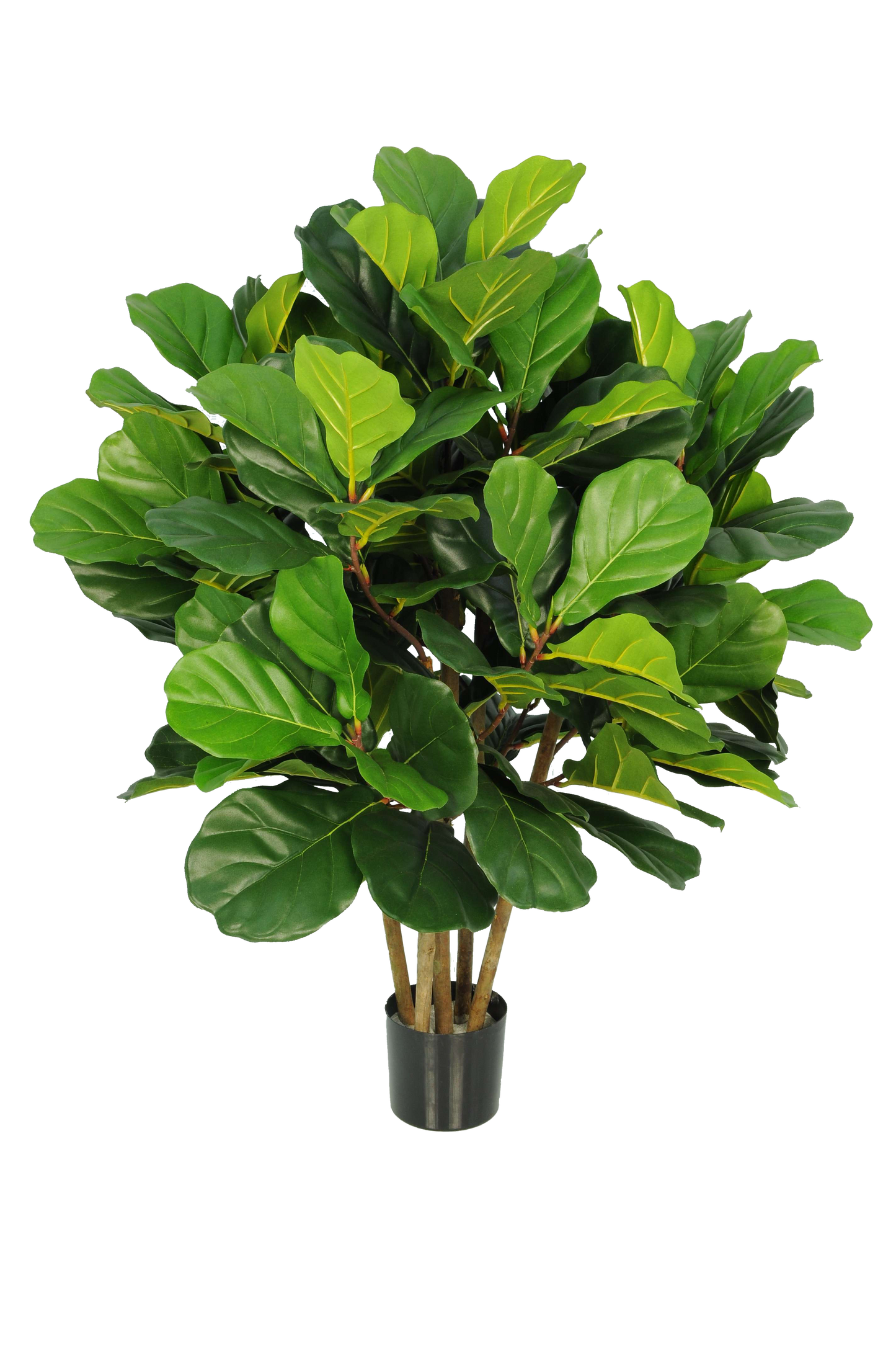 Ficus lyrata 95 cm