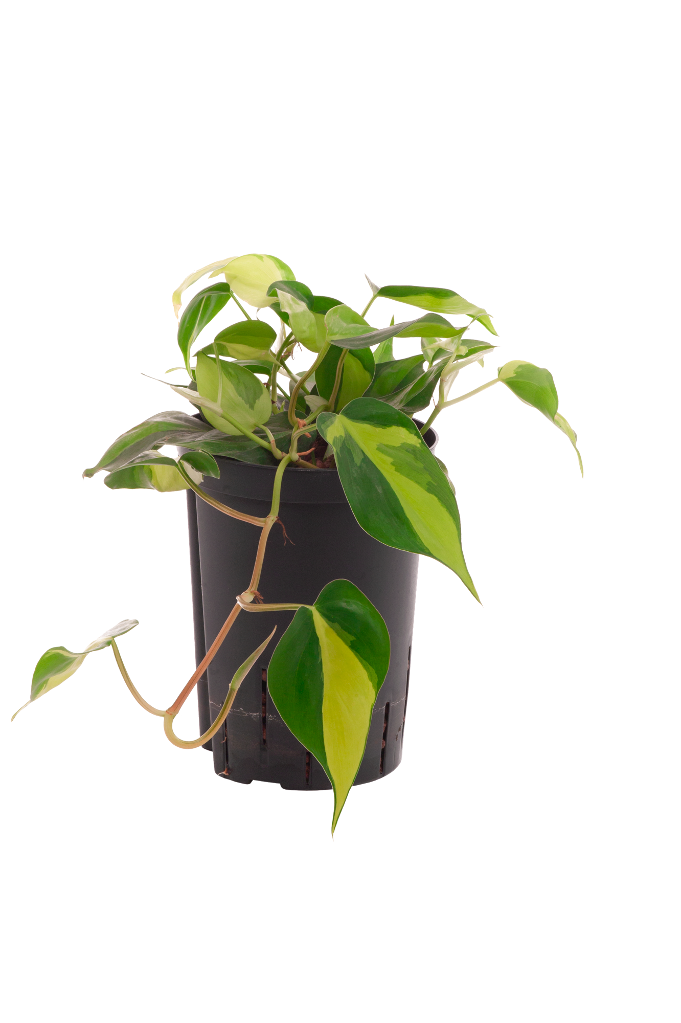 Philodendron scandens variegata (Hänger)