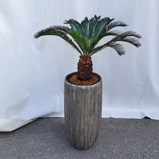 Cycas Palme - bepflanzt in Tonga Vase