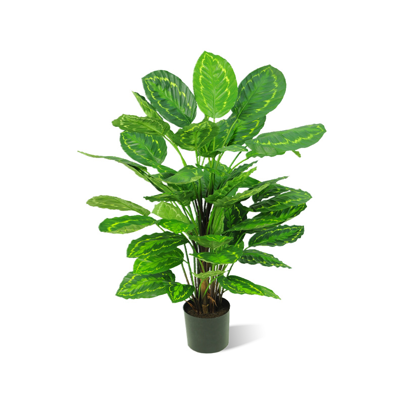 Calathea roseopicta künstlich