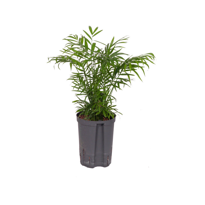 Chamaedorea elegans 40-50cm