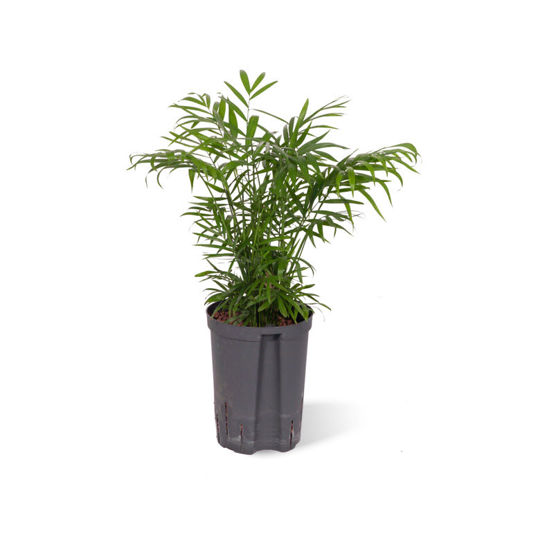 Chamaedorea elegans