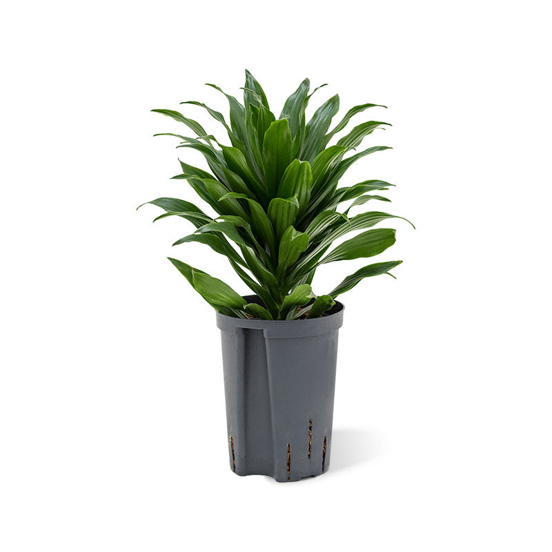 Dracaena der J.C.Compacta