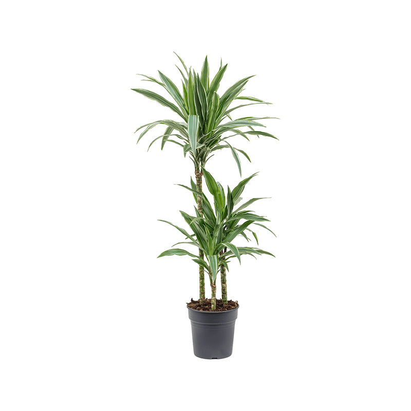Dracaena der. Warneckii