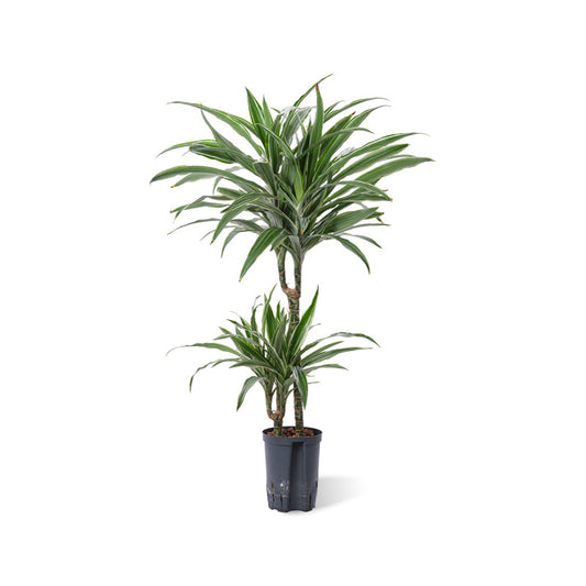 Dracaena der. Warneckii