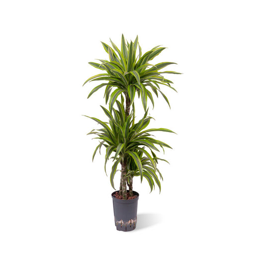 Dracaena der. Lemon Line