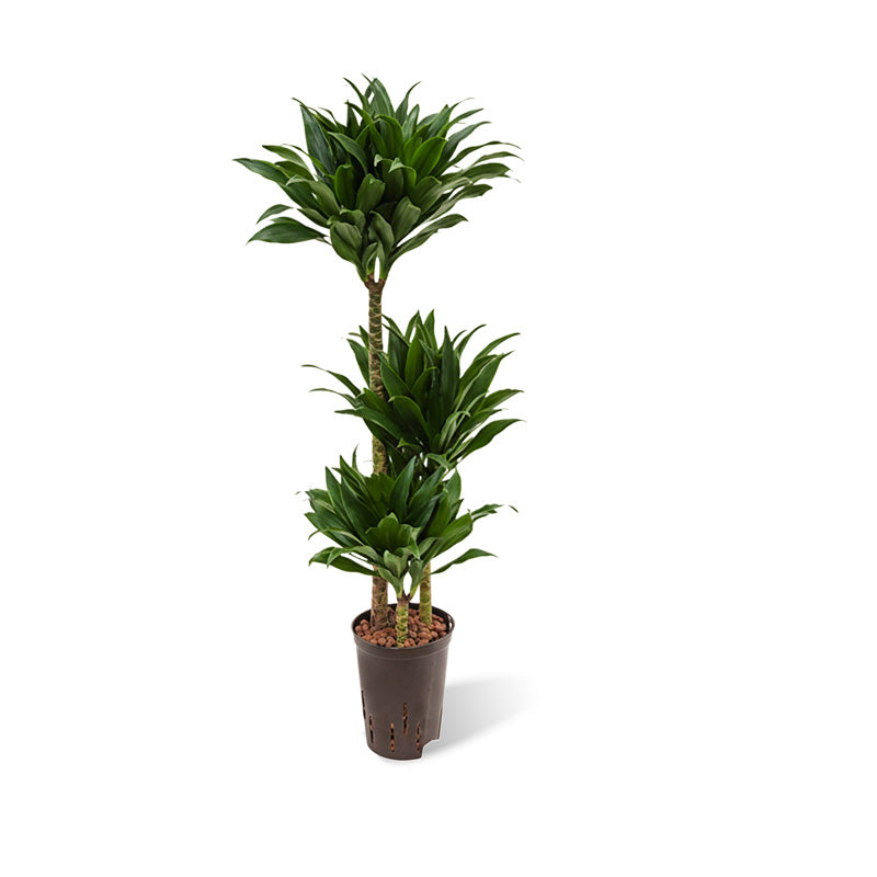 Dracaena der J.C.Compacta
