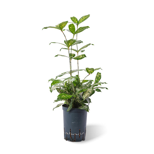 Dracaena godseffiana