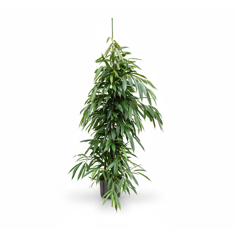 Ficus binn. Amstel King