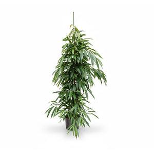 Ficus binn. Amstel King