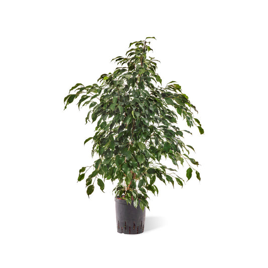 Ficus benjamina Danielle