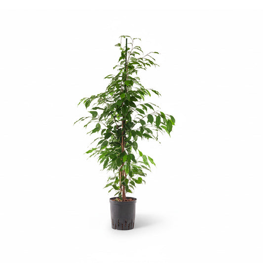 Ficus benjamina