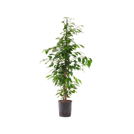 Ficus benjamina