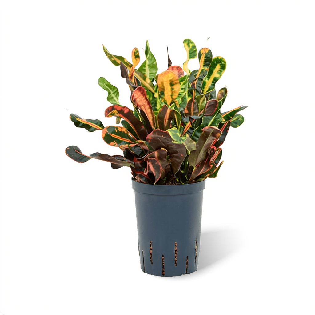 Codiaeum Mammi