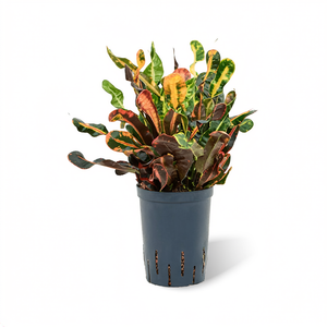 Codiaeum Mammi