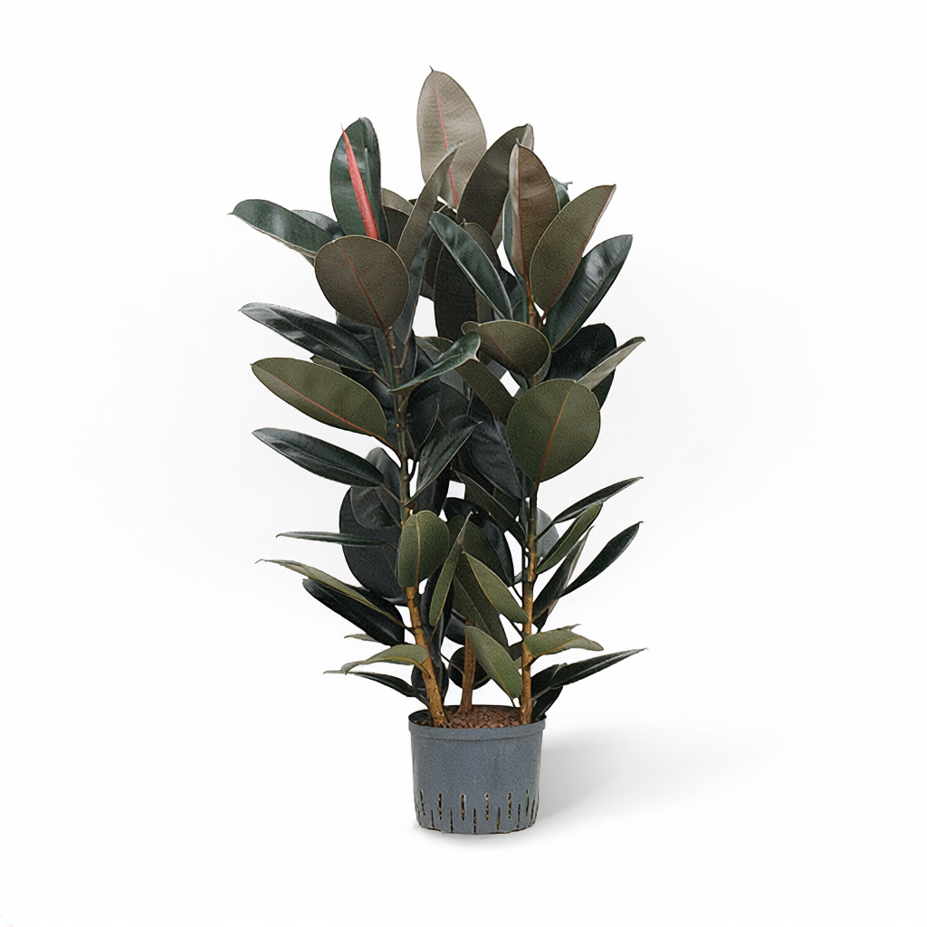 Ficus elastica Abidjan