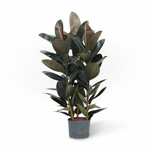 Ficus elastica Abidjan