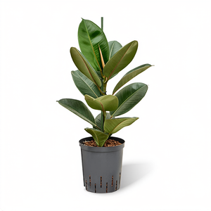 Ficus elastica Robusta