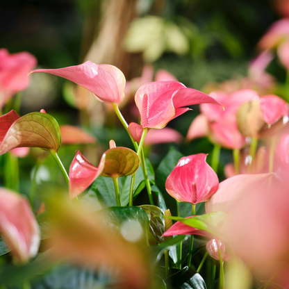 Anthurium rosa/pink