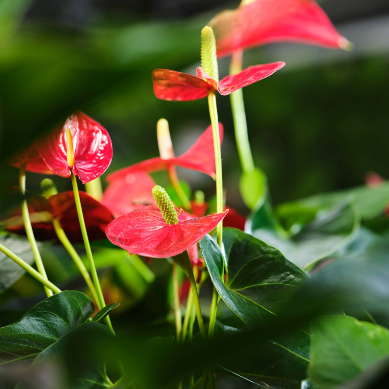 Anthurium rot