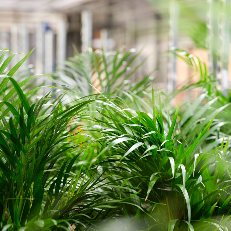Chrysalidocarpus lut.Areca