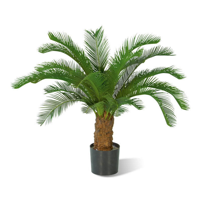 Cycas Stamm künstlich