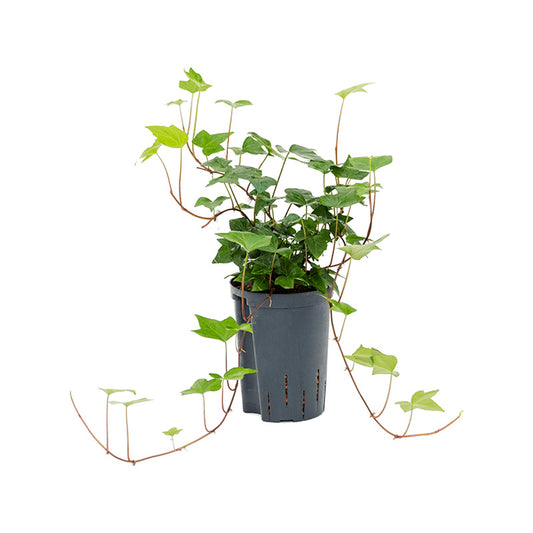 Hedera helix Montgomery