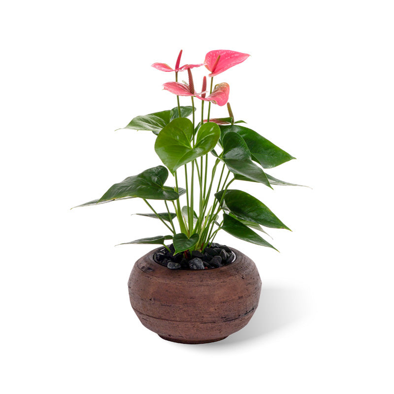 Madeira-Bowl braun