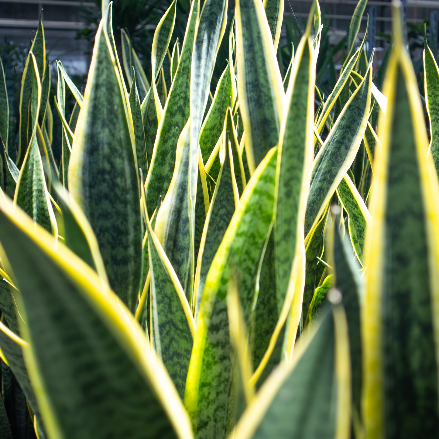 Sansevieria tr. Laurentii