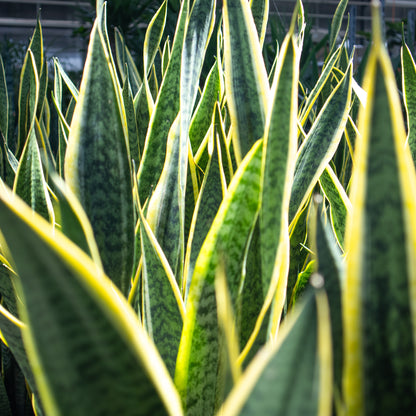 Sansevieria tr. Laurentii